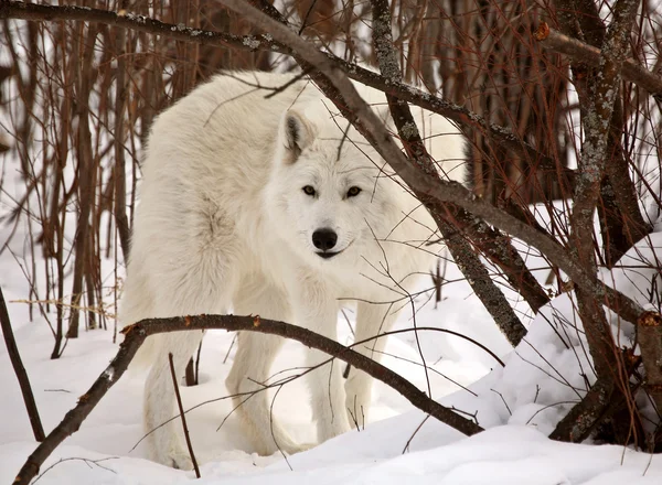 Arctic wolf på vintern — Stockfoto