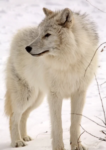 Арктический волк зимой — стоковое фото