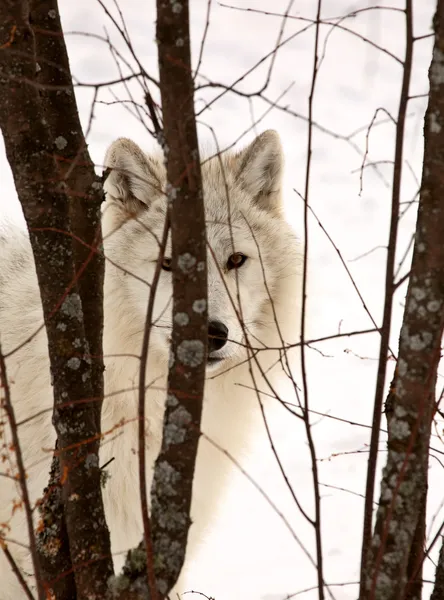 Lobo ártico en invierno — Foto de Stock