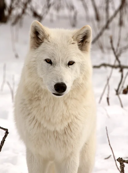 Arctic Wolf in winter — Stock Photo, Image