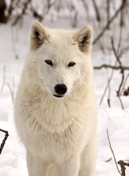 Arctic Wolf in winter howl