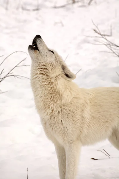Loup arctique en hiver — Photo