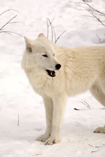 Lobos árticos en invierno —  Fotos de Stock