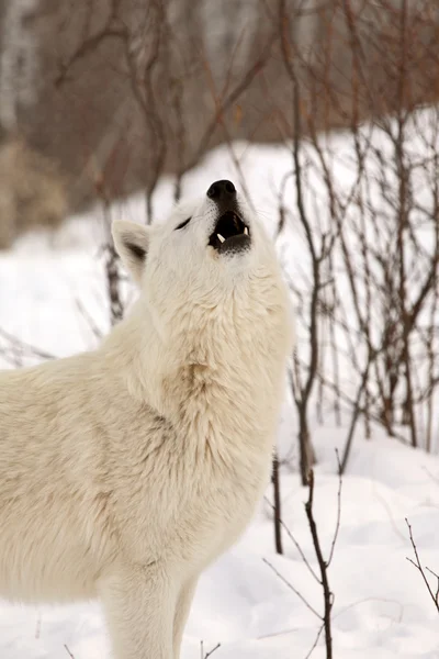 Arktický Vlk v zimě — Stock fotografie