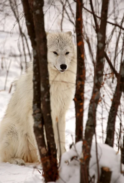 Arktische Wölfe im Winter — Stockfoto