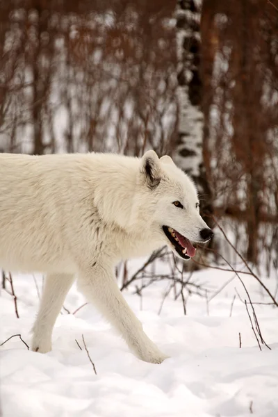 Arktische Wölfe im Winter — Stockfoto