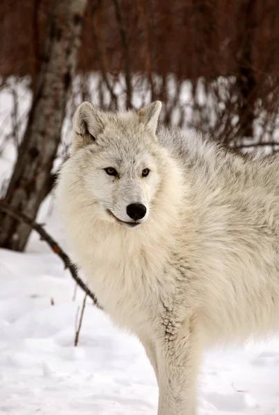 Αρκτική λύκοι το χειμώνα — Φωτογραφία Αρχείου