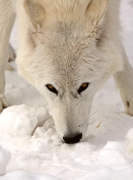 Arktyczny wilki w zimie — Zdjęcie stockowe