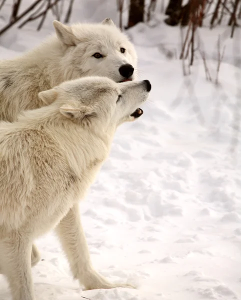 Арктика-вовки взимку — стокове фото