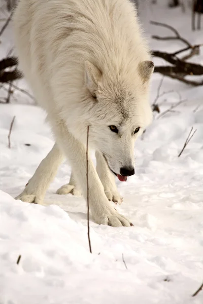 Polární vlci v zimě — Stock fotografie