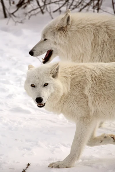 Arktiska vargar i vinter — Stockfoto
