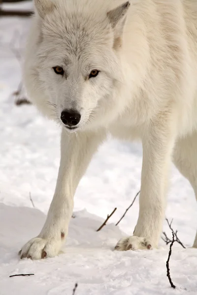冬の北極のオオカミ — ストック写真