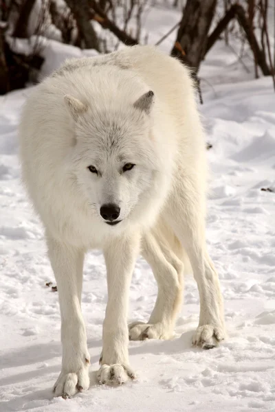 Lobo ártico no inverno — Fotografia de Stock