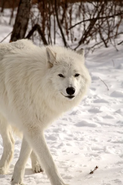 Arctic wolf på vintern — Stockfoto