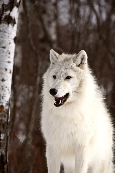 Arctic wolf på vintern — Stockfoto