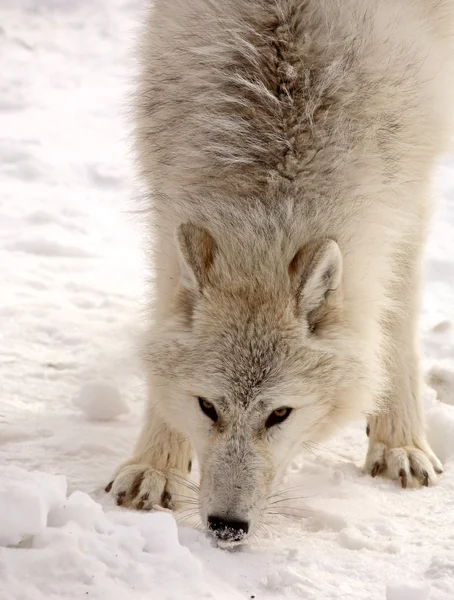 Arktischer Wolf im Winter — Stockfoto