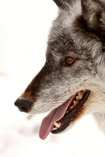 灰色オオカミのクローズ アップ — ストック写真
