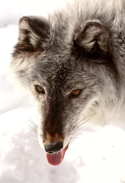 Closeup of Gray Wolf — Stock Photo, Image