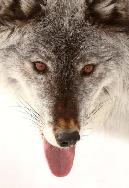 Closeup γκρί-λύκος — Φωτογραφία Αρχείου