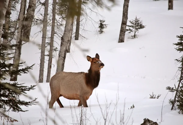 Elk v zimě — Stock fotografie
