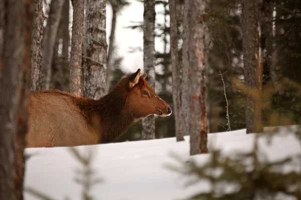 Elk v zimě — Stock fotografie