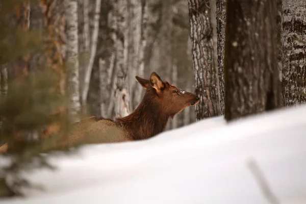 Elk in winter — Stock Photo, Image