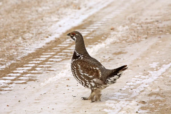 Spruce Grouse walking across a logging road — Stock Photo, Image