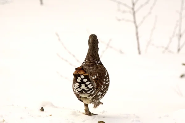 Spruce grouse strutting door de sneeuw — Stockfoto