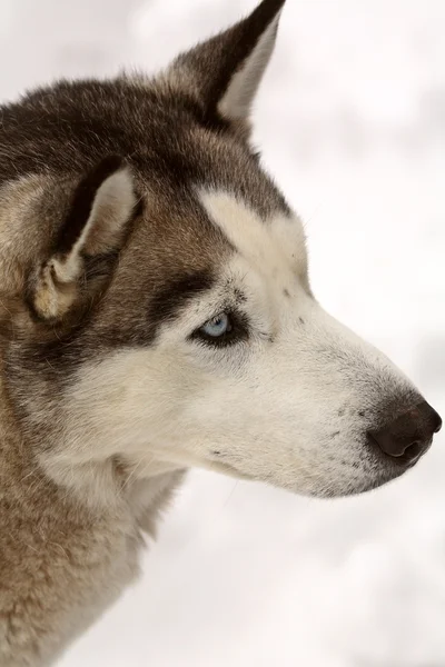 Husky siberiano en invierno — Foto de Stock