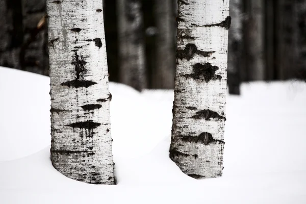 Aspen trädstammar på vintern — Stockfoto