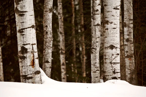 Aspen boomstammen in de winter — Stockfoto