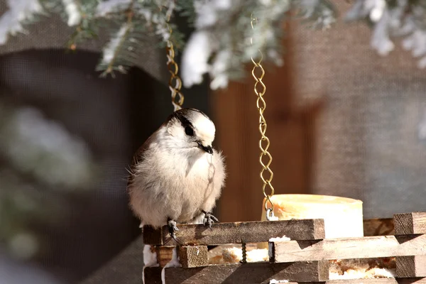 Jay grigio su mangiatoia per uccelli in inverno — Foto Stock