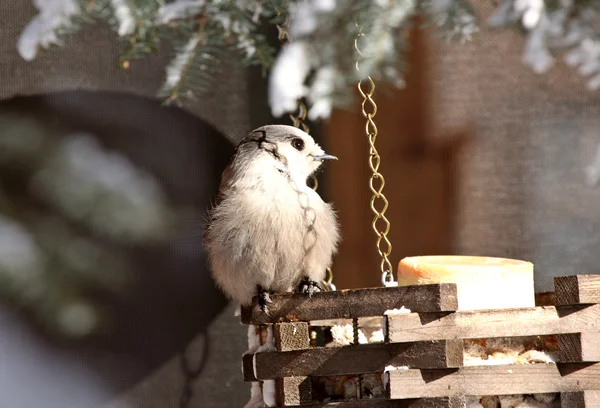 Jay cinza no alimentador de pássaros no inverno — Fotografia de Stock