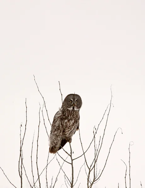 Burung hantu abu-abu besar bertengger di pohon yang kosong — Stok Foto