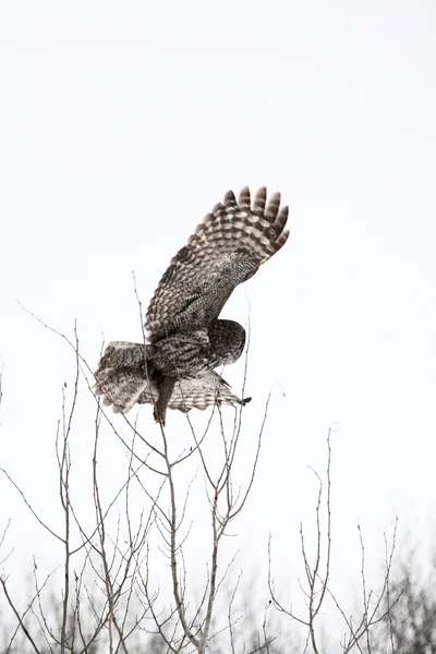 Great Gray Owl taking flight from bare tree — Stock Photo, Image