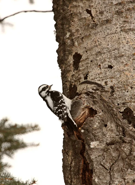 Downy Woodpecker on tree trunk — Stock Photo, Image