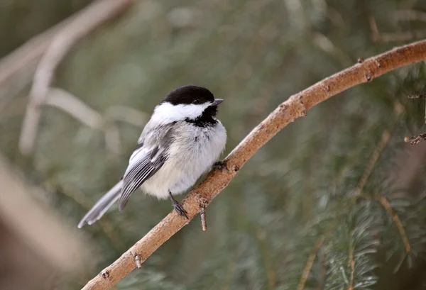 stock image Chickadee perched on branch