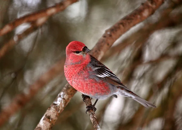 Red Crossbill perched on branch — Stock Photo, Image