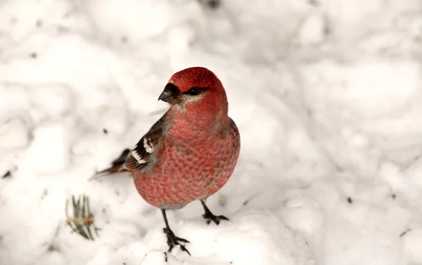 雪の上の赤いイスカ地面を覆っていた — ストック写真