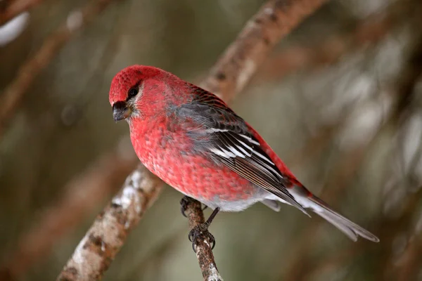红色交喙鸟栖息在分支上 — 图库照片