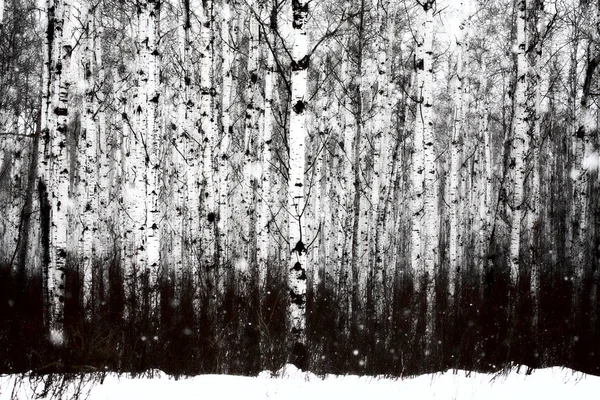 Troncos de árbol en invierno —  Fotos de Stock