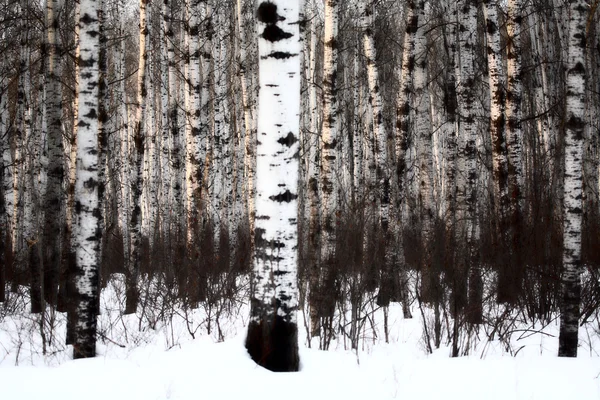 A téli erdő — Stock Fotó