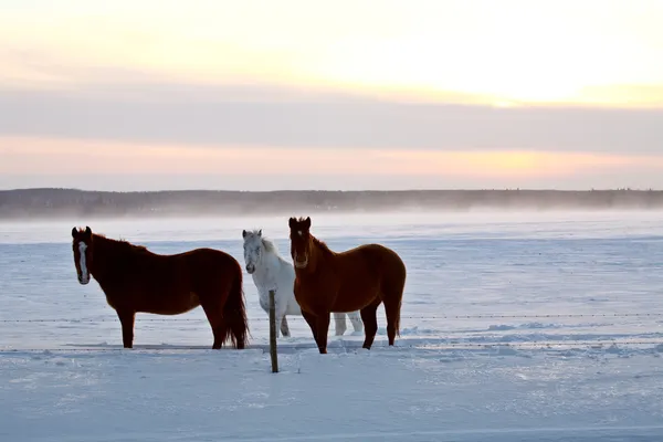 Лошади на зимних пастбищах — стоковое фото