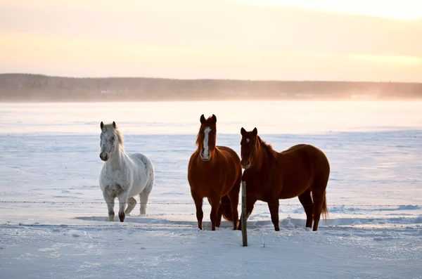 Лошади на зимних пастбищах — стоковое фото