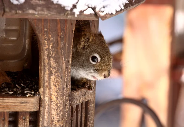 Rode eekhoorn binnen een vogel feeder — Stockfoto
