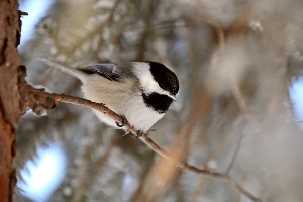 Black capped Chickadee perched on branch — Stock Photo, Image