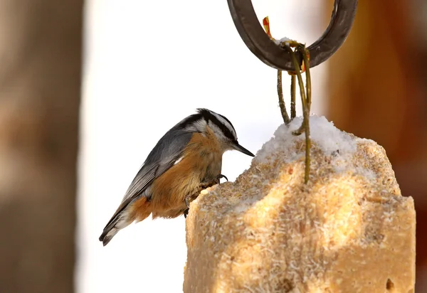 Red breasted Nuthatch at feeder — Stock Photo, Image