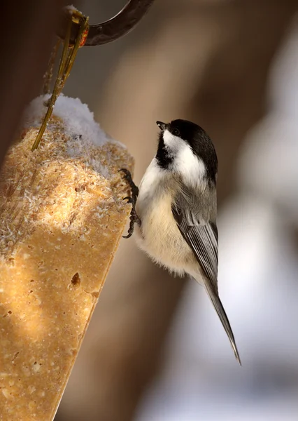 Black capped Chickadee perched on feeder — Stock Photo, Image