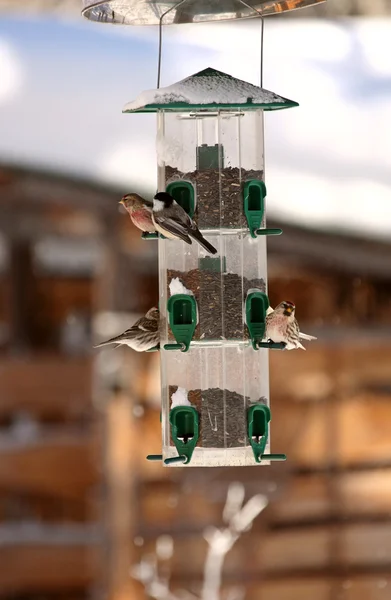 Redpolls with a Chickadee at a winter feeder — Stock Photo, Image