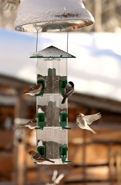 Hör med en chickadee på en vinter feeder — Stockfoto